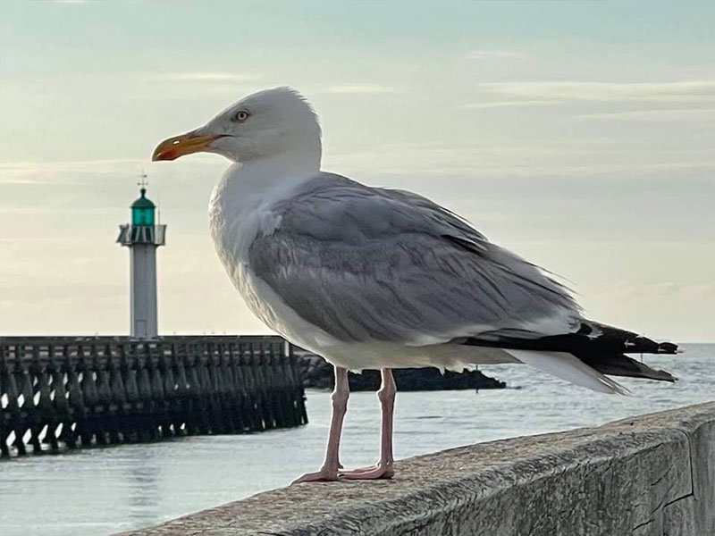 Deauville immobilier / Blog